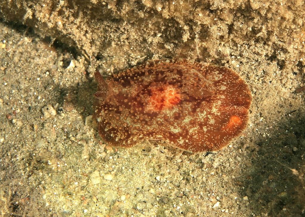 Pleurobranchus membranaceus (Montagu, 1815)